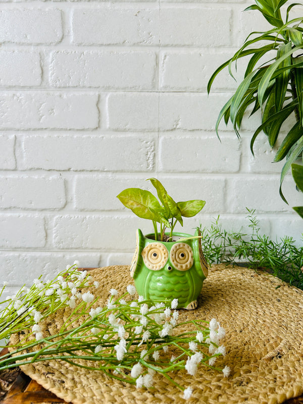 Ceramic Owl Planter | Parrot Green | Buy 2 get 2 offer applicable| Use code 
