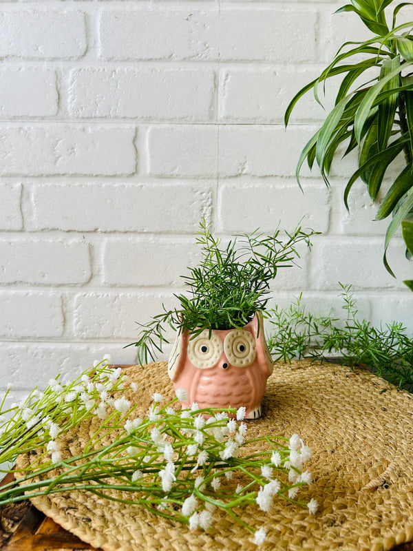 Ceramic Owl Planter | Pink | Buy 2 get 2 offer applicable| Use code 