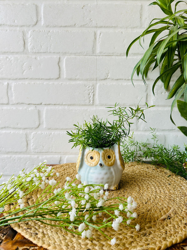 Ceramic Owl Planter | Light Blue | - Buy 2 get 2 offer applicable| Use code 