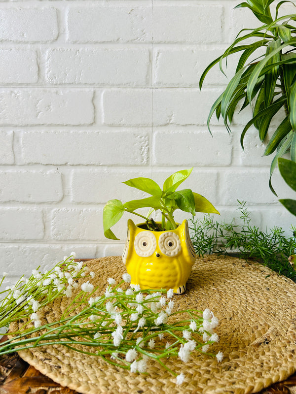 Ceramic Owl Planter | Yellow - Buy 2 get 2 offer applicable | Use code 