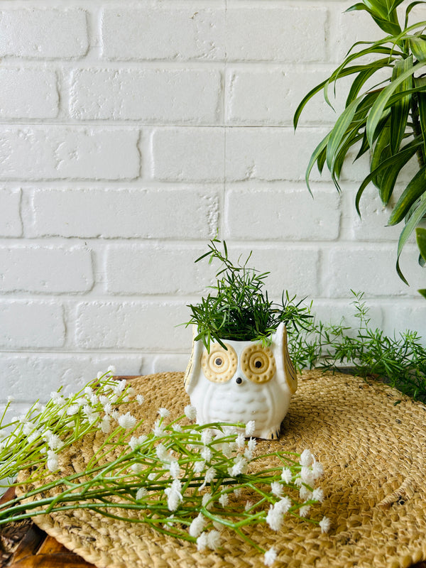Ceramic Owl Planter | White | - Buy 2 get 2 offer applicable| Use code 