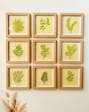 Whispers of Nature | Wall Frame Set of 9