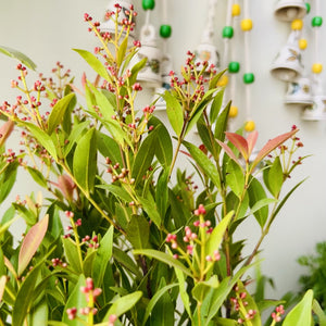 AMALTAS | Handmade Ceramic Symphony Bell Chimes | Bunch of 4 (mini) bells with Ceramic Hooks