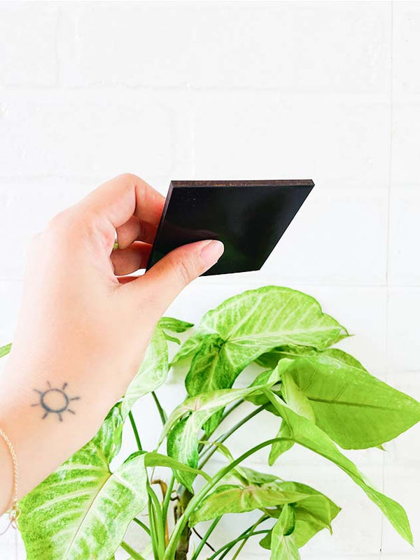 Home is where plants are | 6x4 inches Magnet/Stick-on